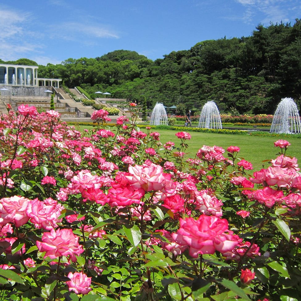 🌸 스마리큐 공원(스마리큐 코엔) 이미지 7